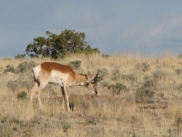 Antelope